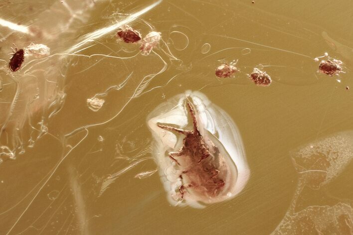 Fossil Wingless Scale Insects and Several Mites in Baltic Amber #357877